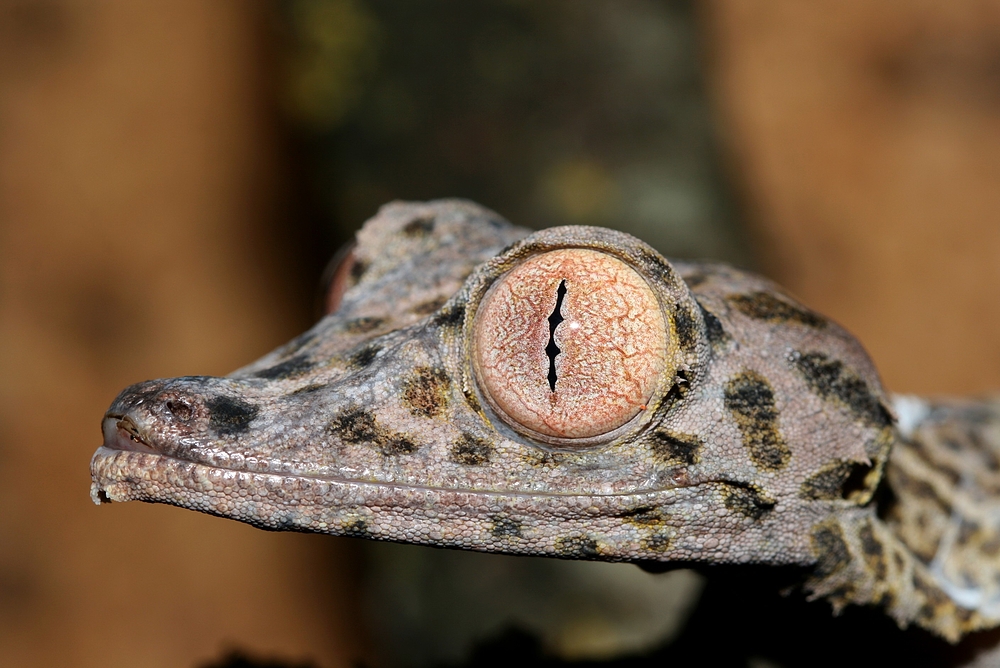 Uroplatus henkeli ...