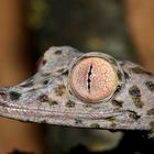 Uroplatus henkeli ...