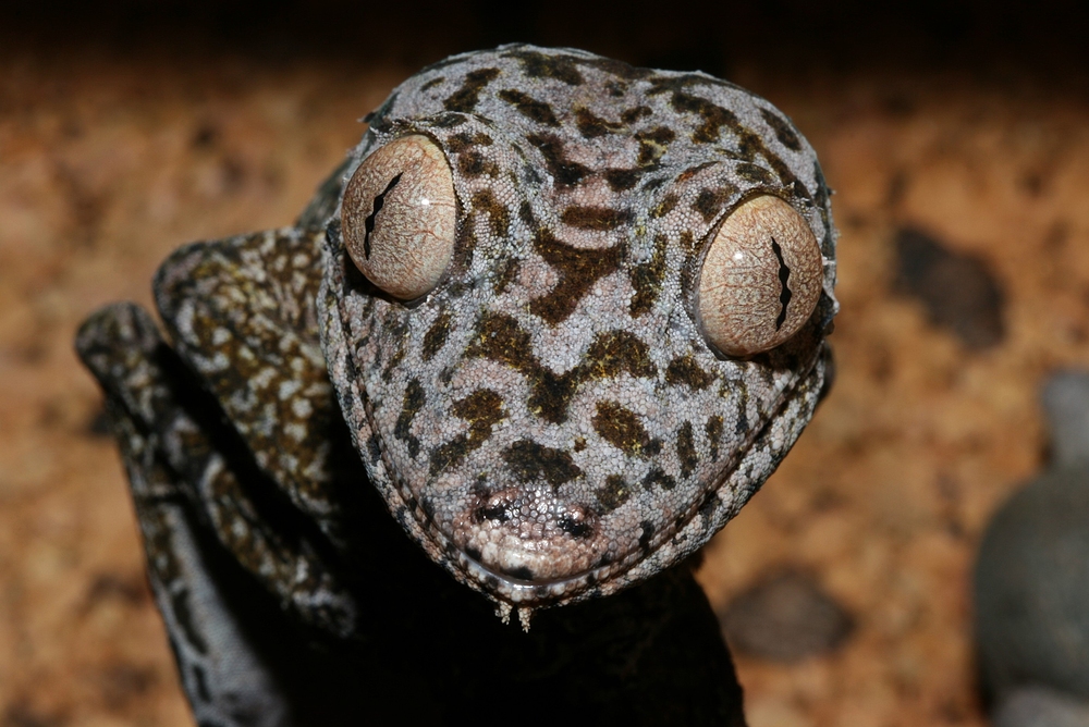 Uroplatus henkeli ....