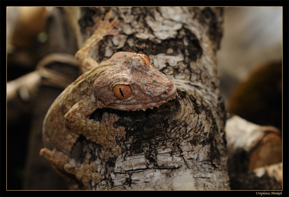 Uroplatus Henkeli