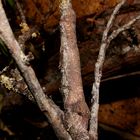 Uroplatus henkeli ..