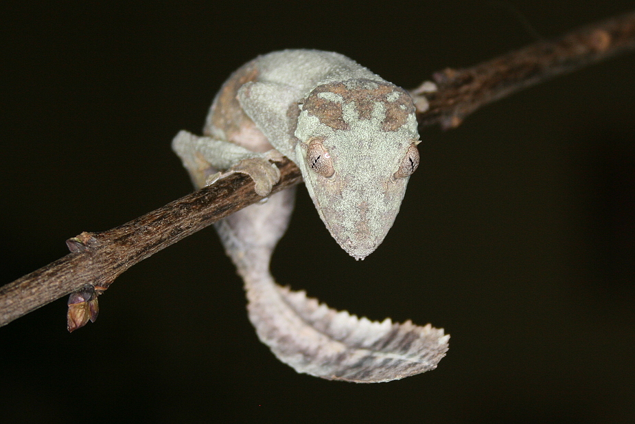 Uroplatus henkeli ( Plattschwanzgecko )