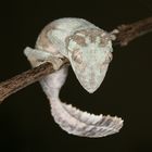 Uroplatus henkeli ( Plattschwanzgecko )