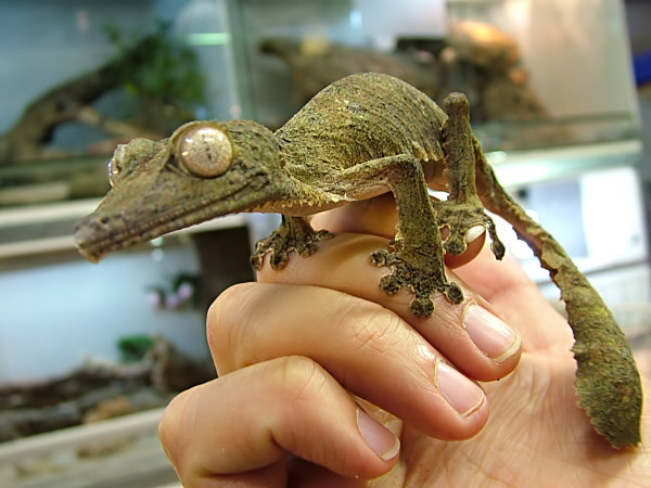 uroplatus henkelii