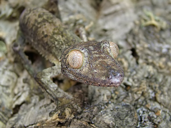 uroplatus henkelii II