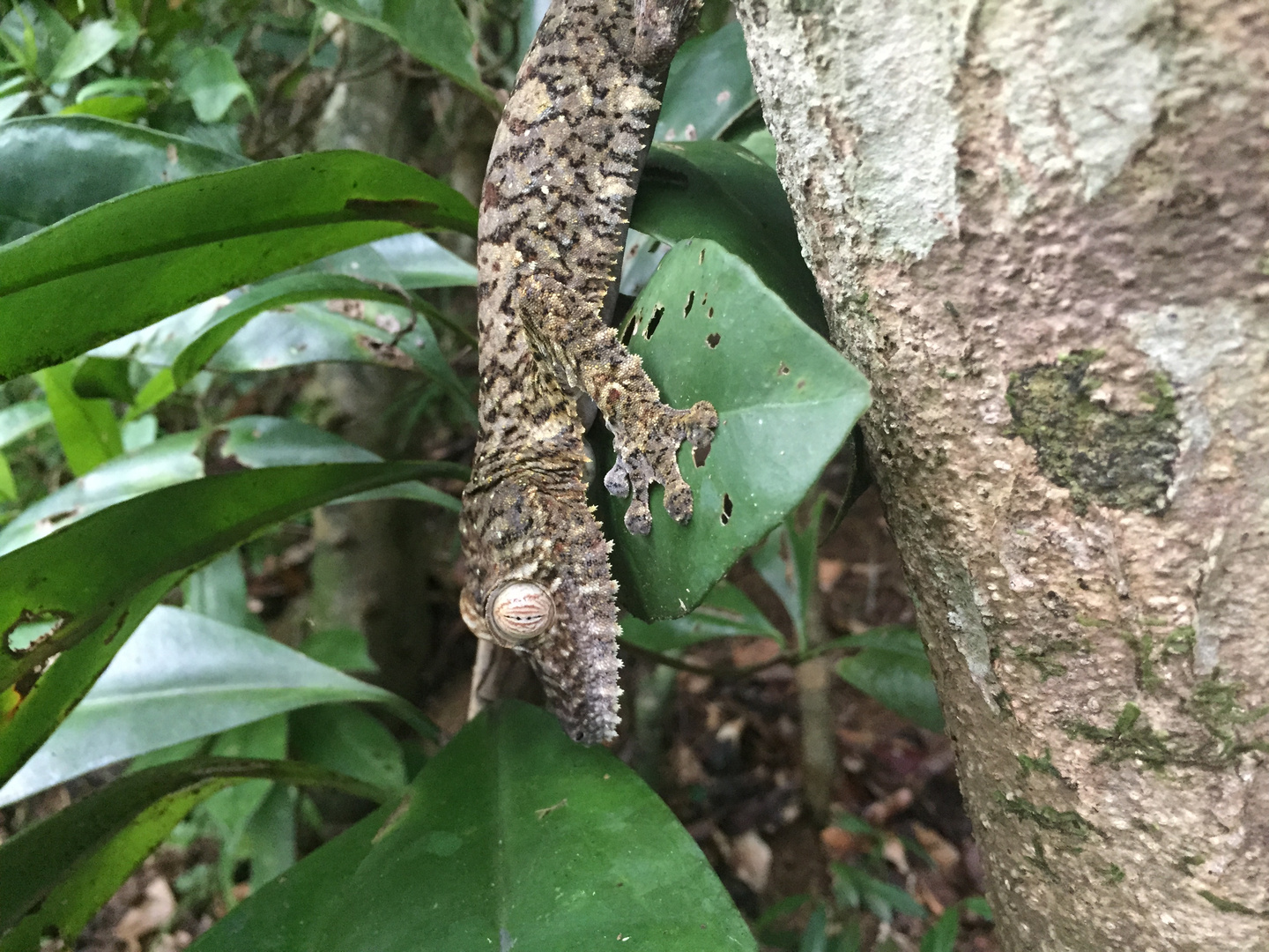 Uroplatus Madagascar 