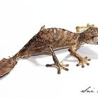 Uroplatus Phantasticus 2