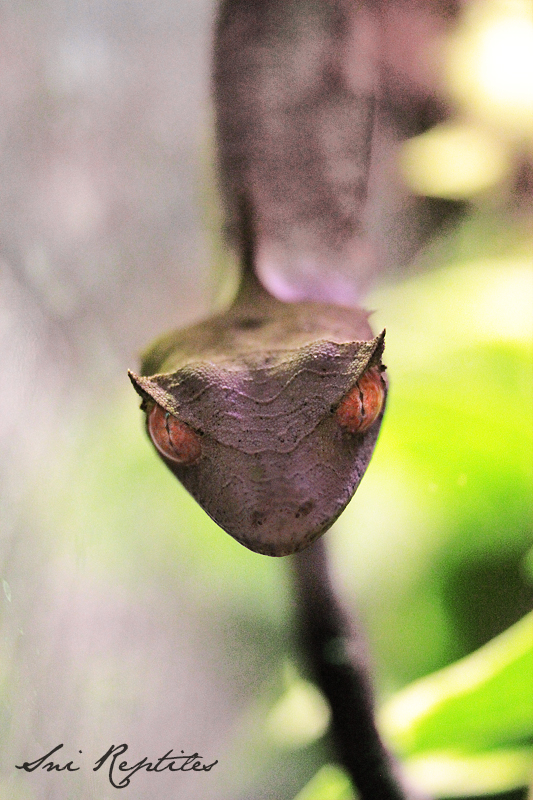 Uroplatus Phantasticus