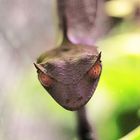 Uroplatus Phantasticus