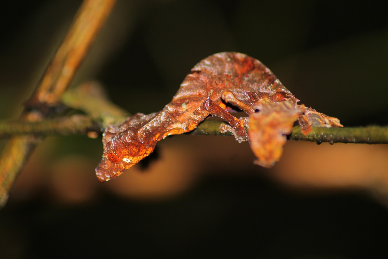 Uroplatus phantasticus Blattschwanzgecko