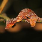 Uroplatus phantasticus Blattschwanzgecko