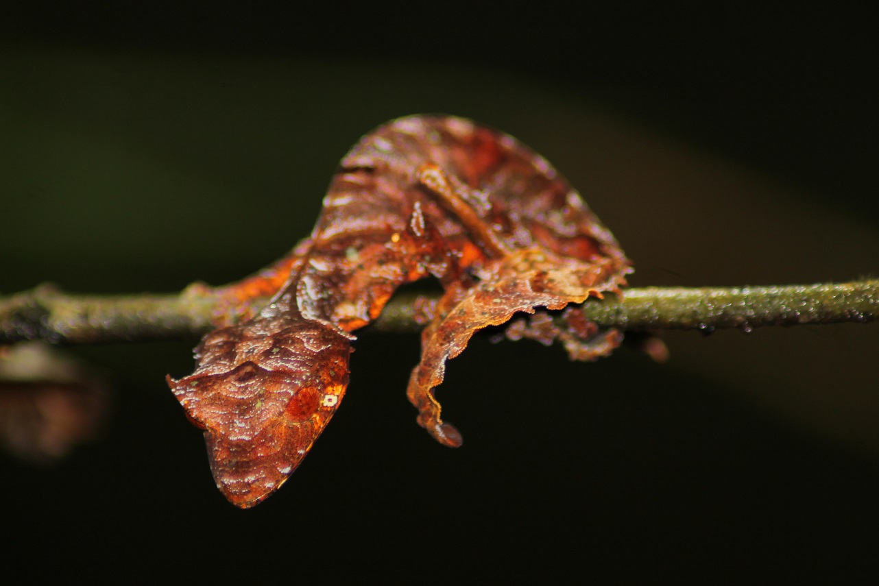 Uroplatus phantasticus Blattschwanzgecko