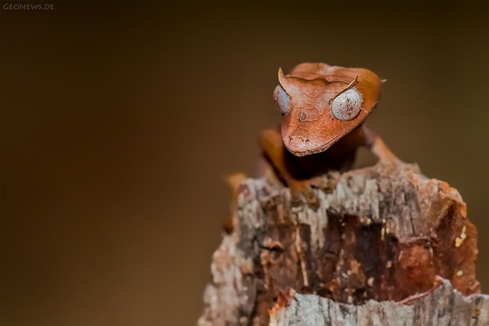 Uroplatus phantasticus