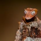 Uroplatus phantasticus