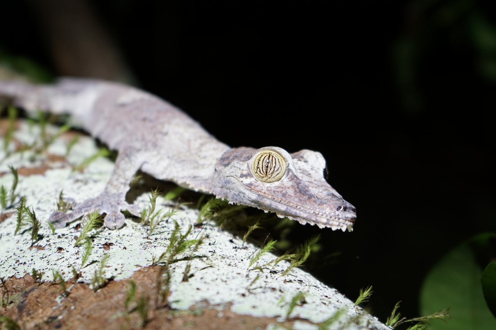 Uroplatus Plattschwanzgecko Madagaskar