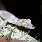 Uroplatus Plattschwanzgecko Madagaskar