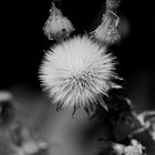 Urospermum picroides - BW Version