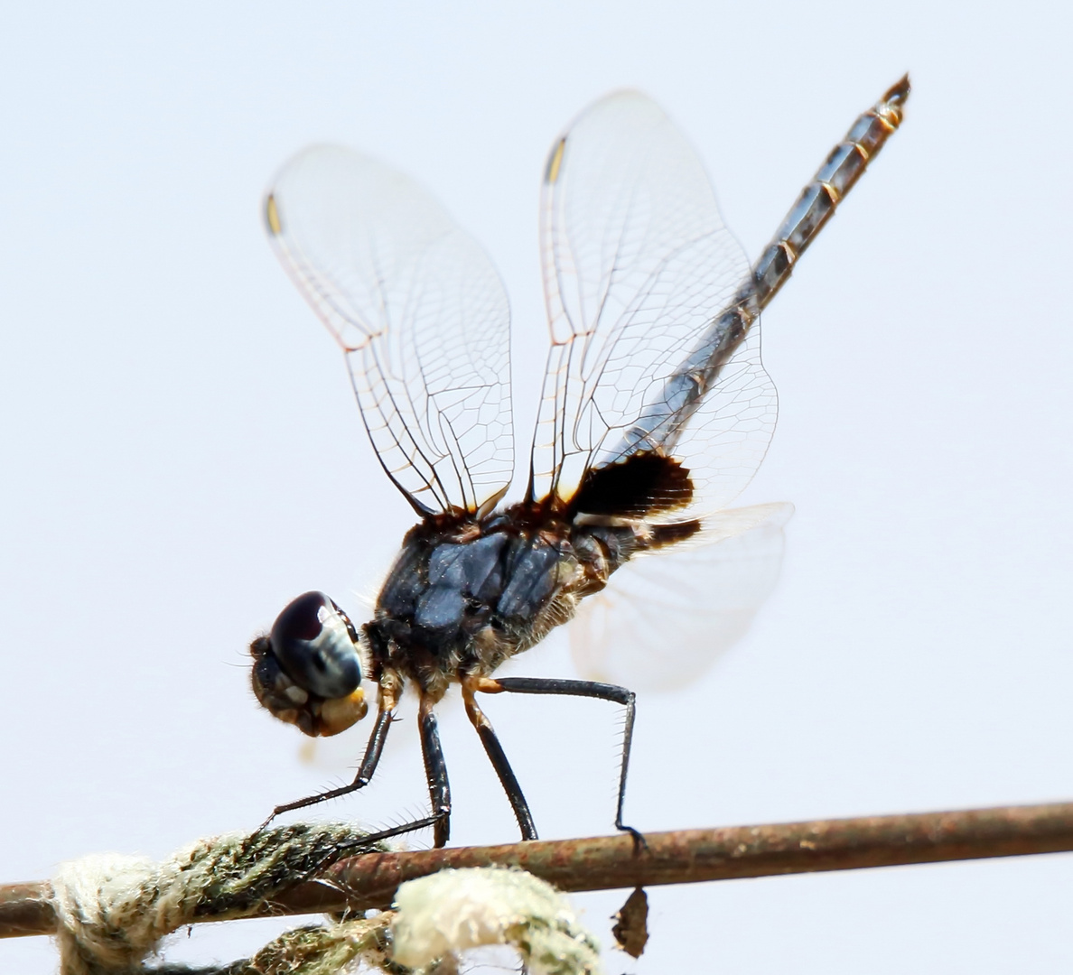 Urothemis edwardsii 