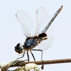 Urothemis edwardsii 