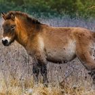 Urpferd, Przewalski Pferd