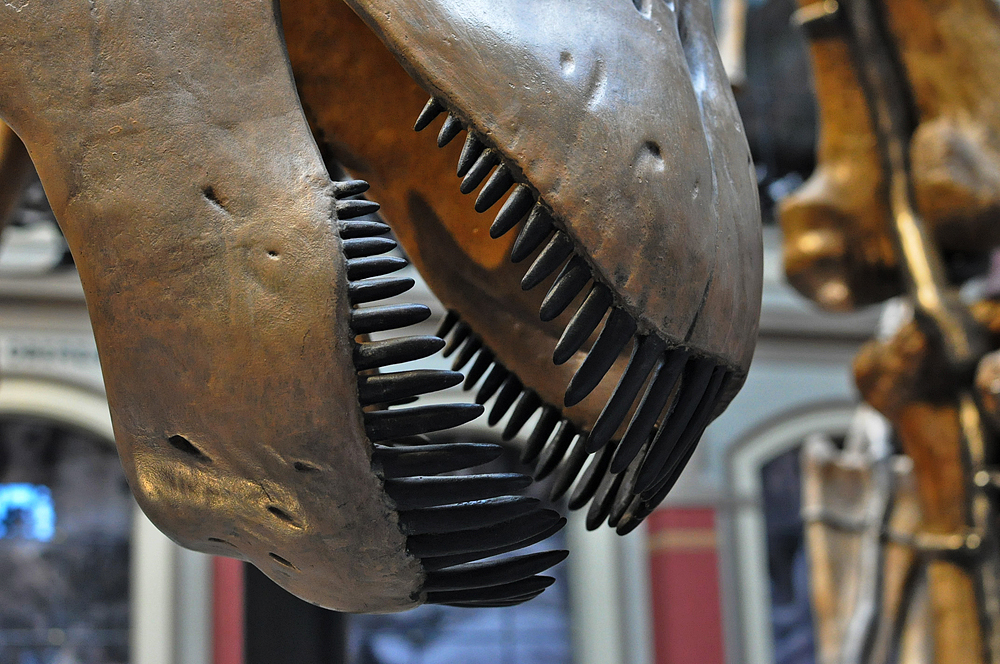 Urpferdzähne im Naturkundemuseum in Berlin.