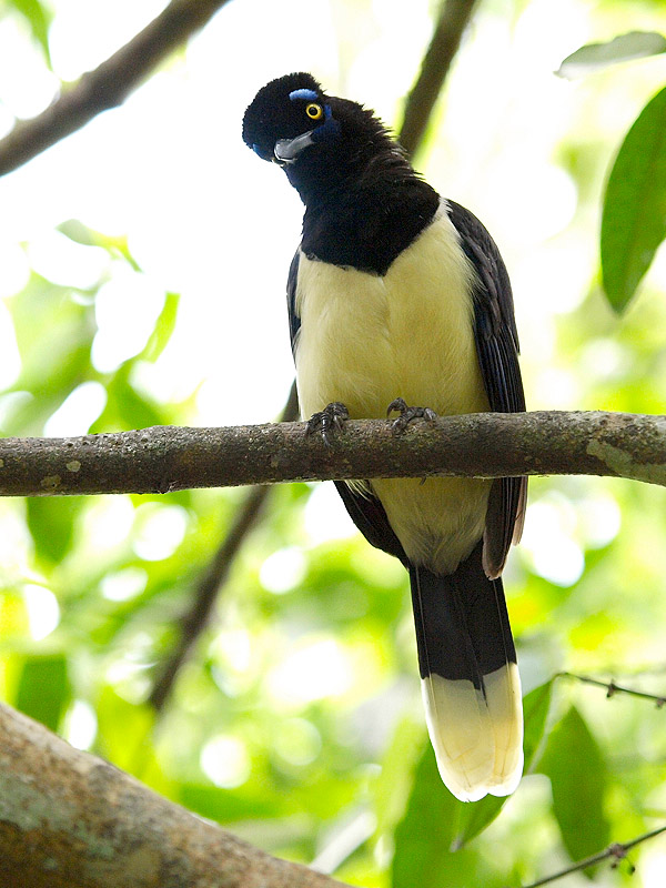 Urraca (Cyanocorax chrysops)