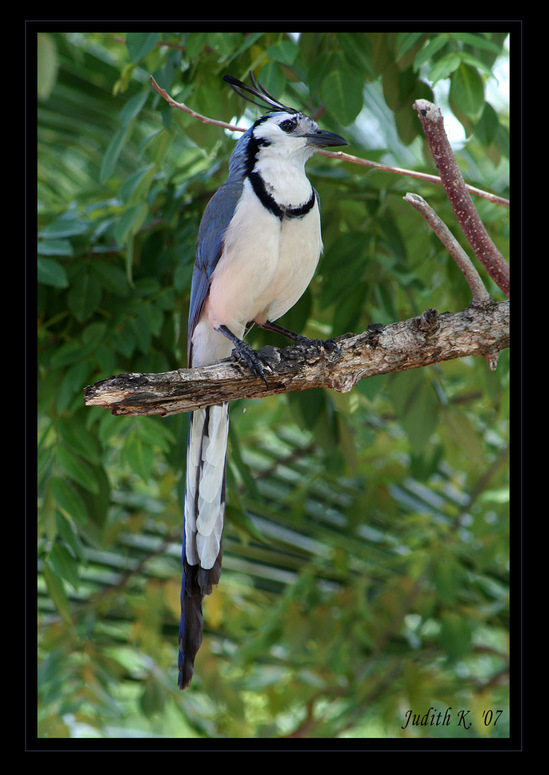 Urraca (Elster) Foto & Bild north america, central america, costa