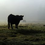 Urrinder im Silberborner Moor