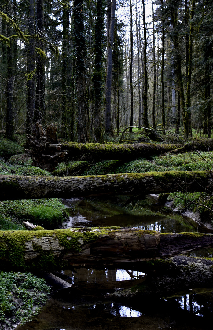 Ursprüngliche Waldlandschaft in der Schweiz