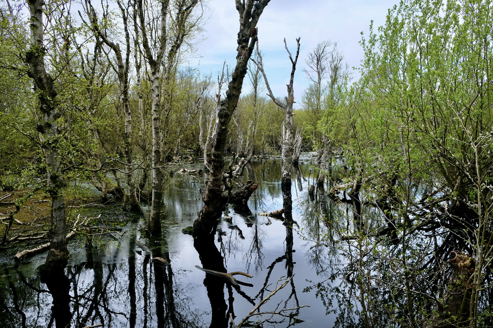 Ursprüngliches auf dem Weg zur Vogelkoje 