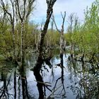 Ursprüngliches auf dem Weg zur Vogelkoje 