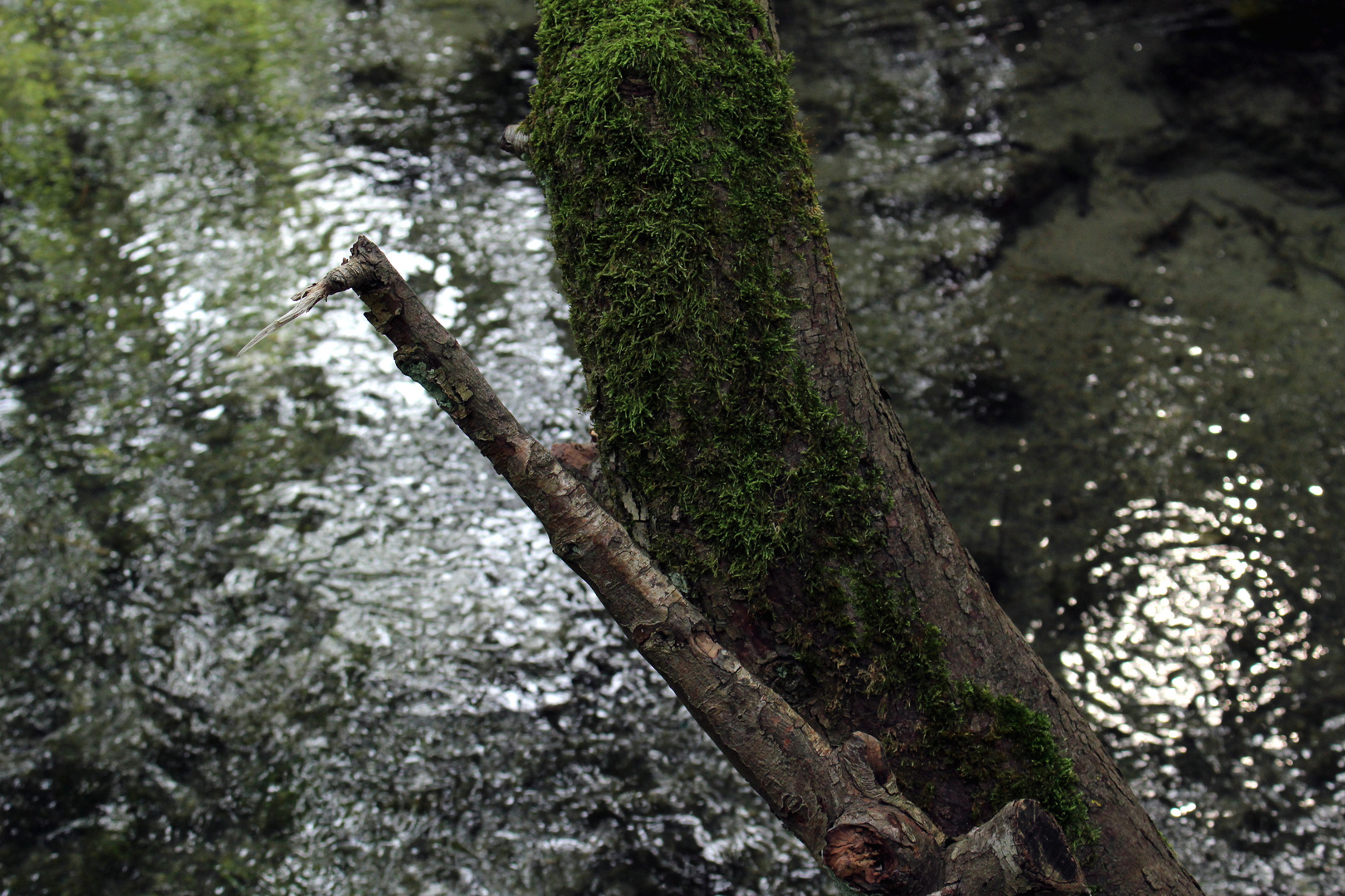 Ursprung des Lebens