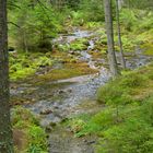 Ursprung im Wald