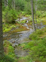 Ursprung im Wald