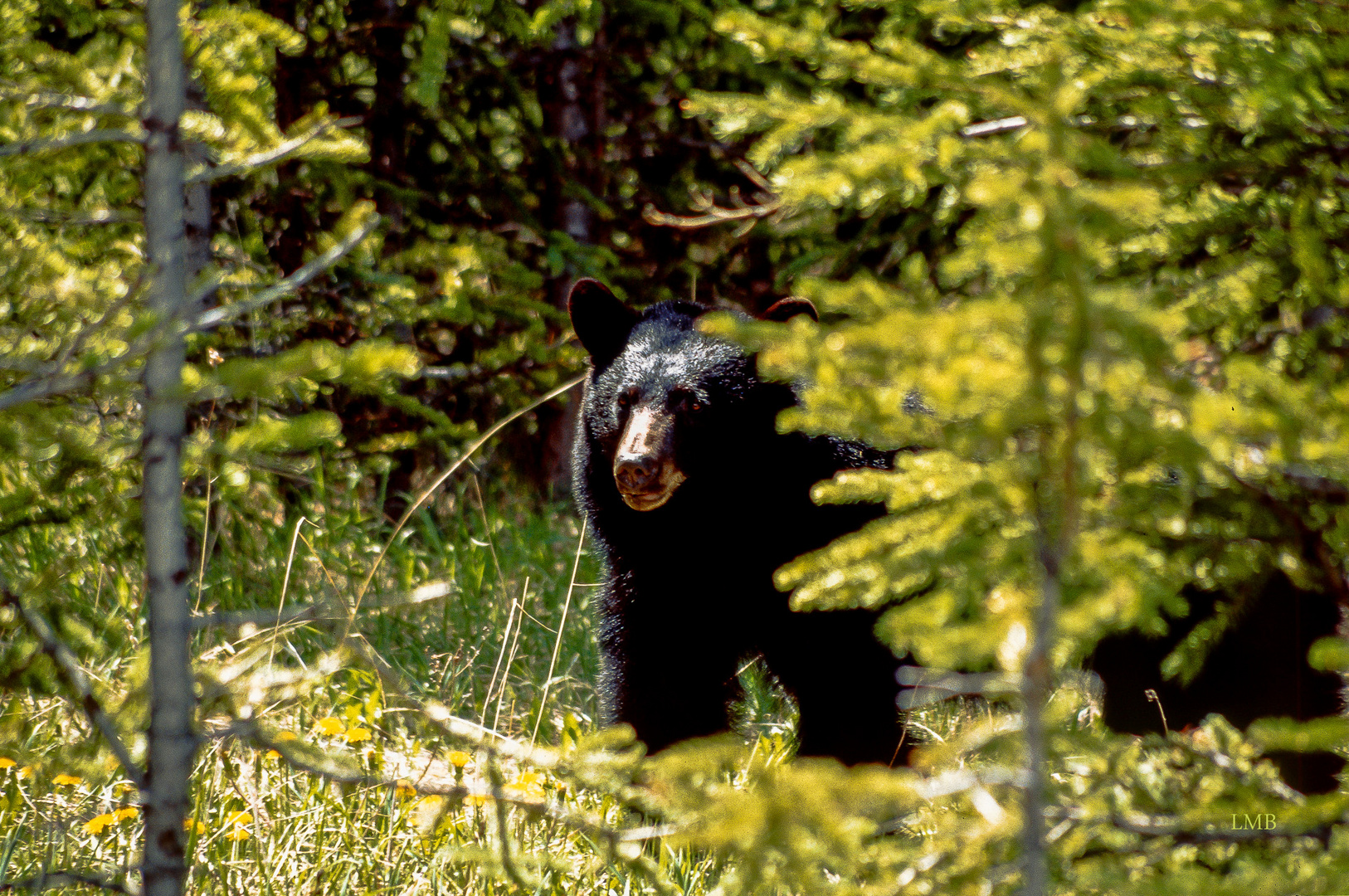 Ursus americanus Foto & Bild world, spezial, natur Bilder auf
