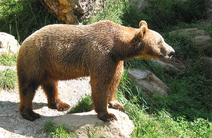 Ursus arctos