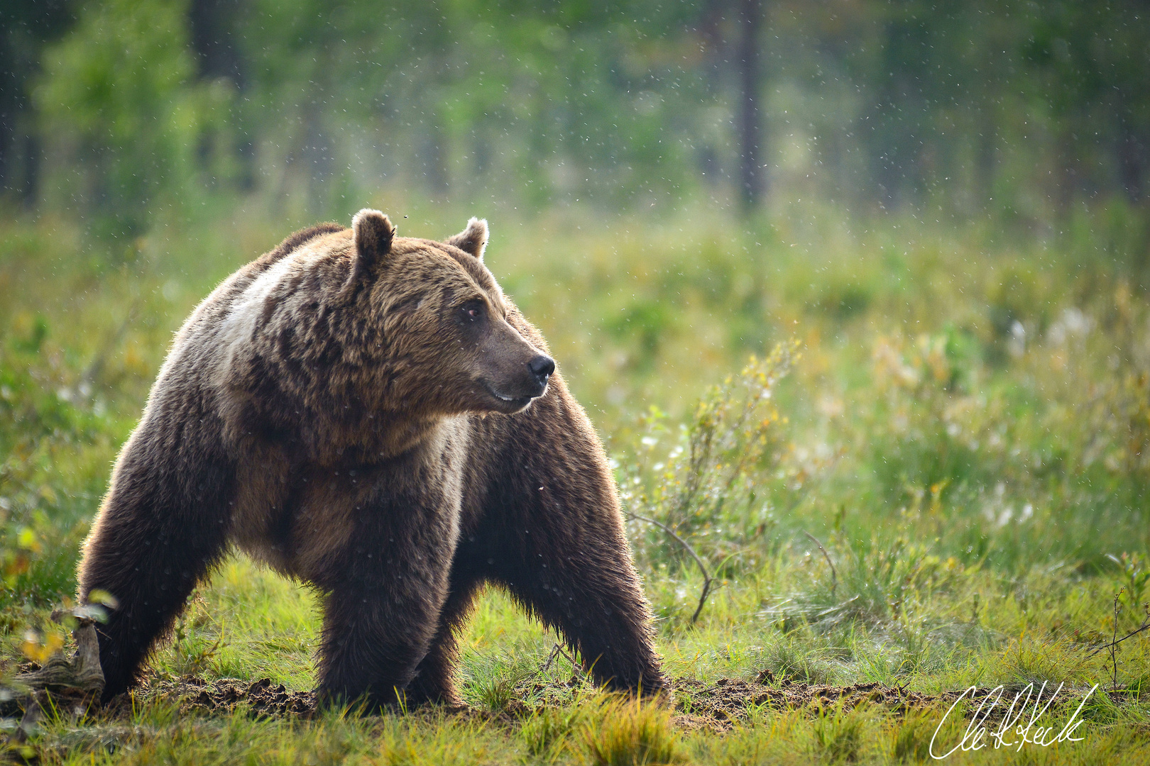 Ursus arctos arctos