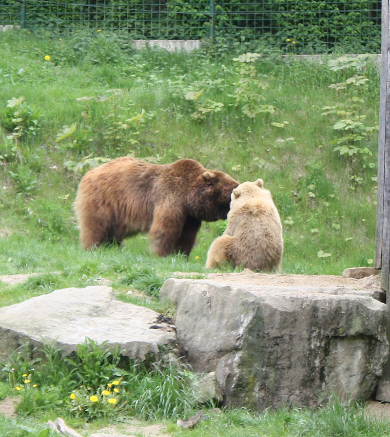 ursus arctos- Braunbären