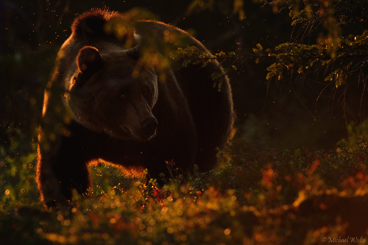 Ursus arctos Foto & Bild tiere, wildlife, wildlife luderfutterplätze