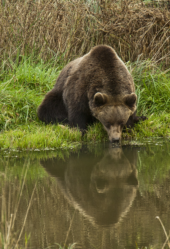 Ursus Arctos