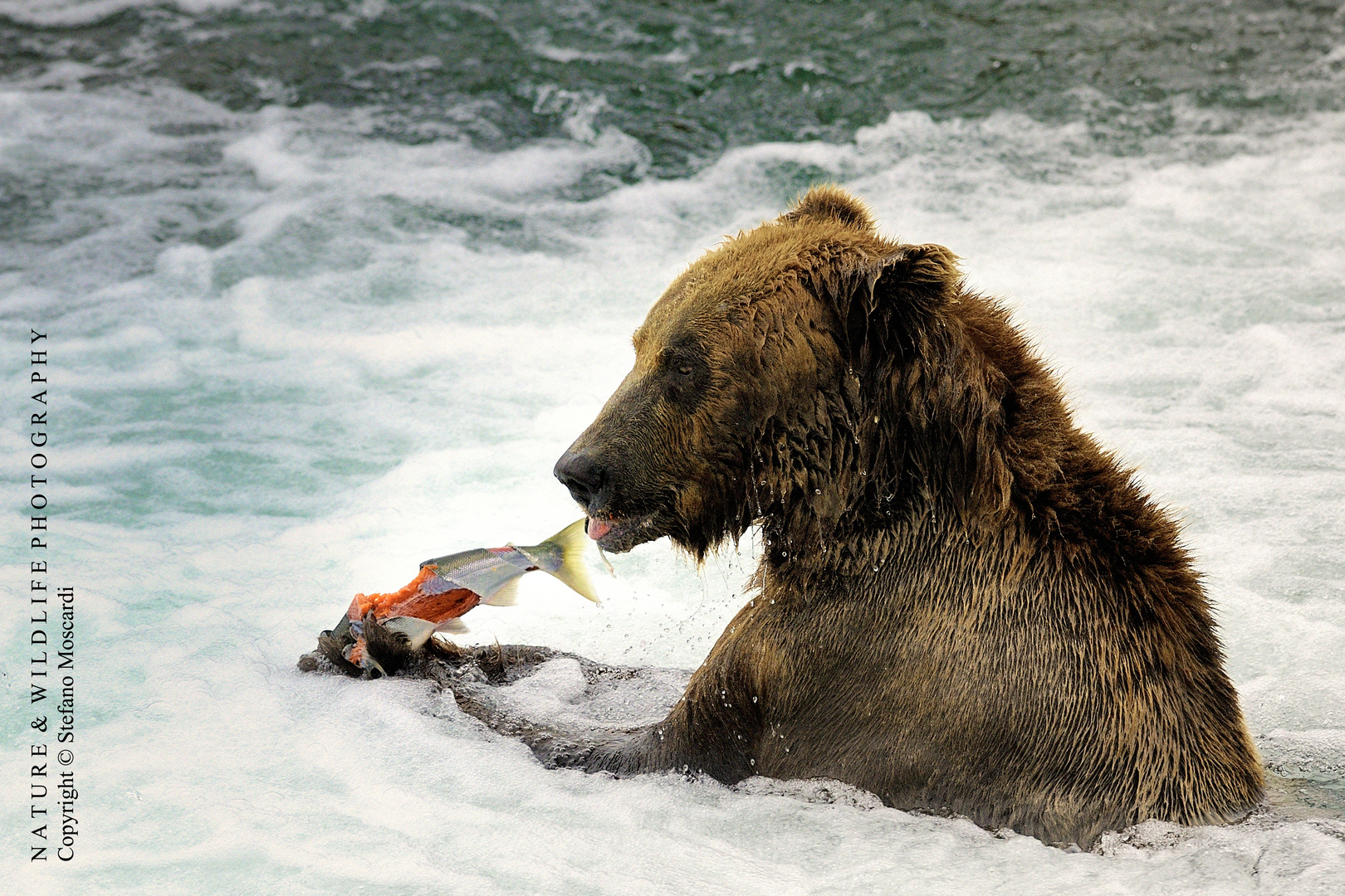 Ursus arctos horribilis - Katmai (Alaska)