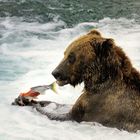 Ursus arctos horribilis - Katmai (Alaska)