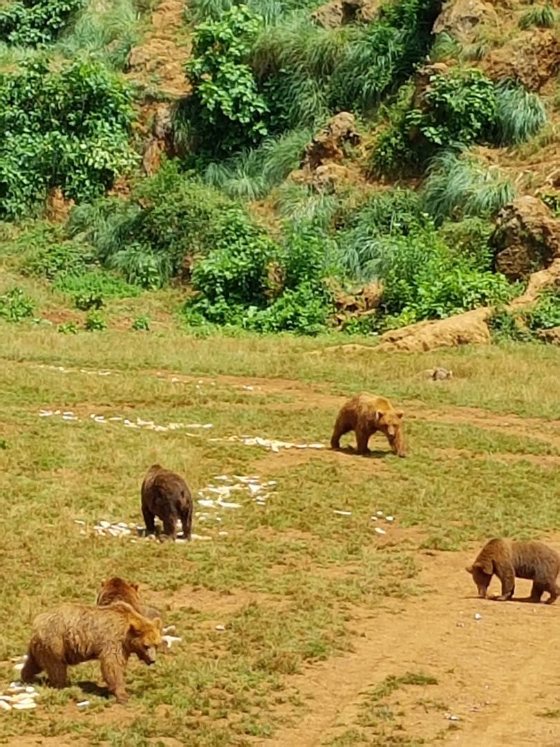 Ursus Arctos in northern Spain