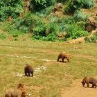 Ursus Arctos in northern Spain