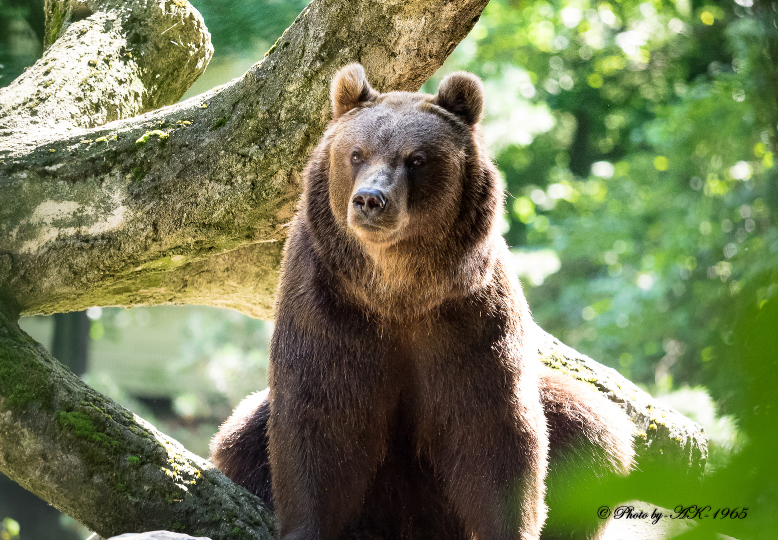 Ursus arctos Kamtschatkabär