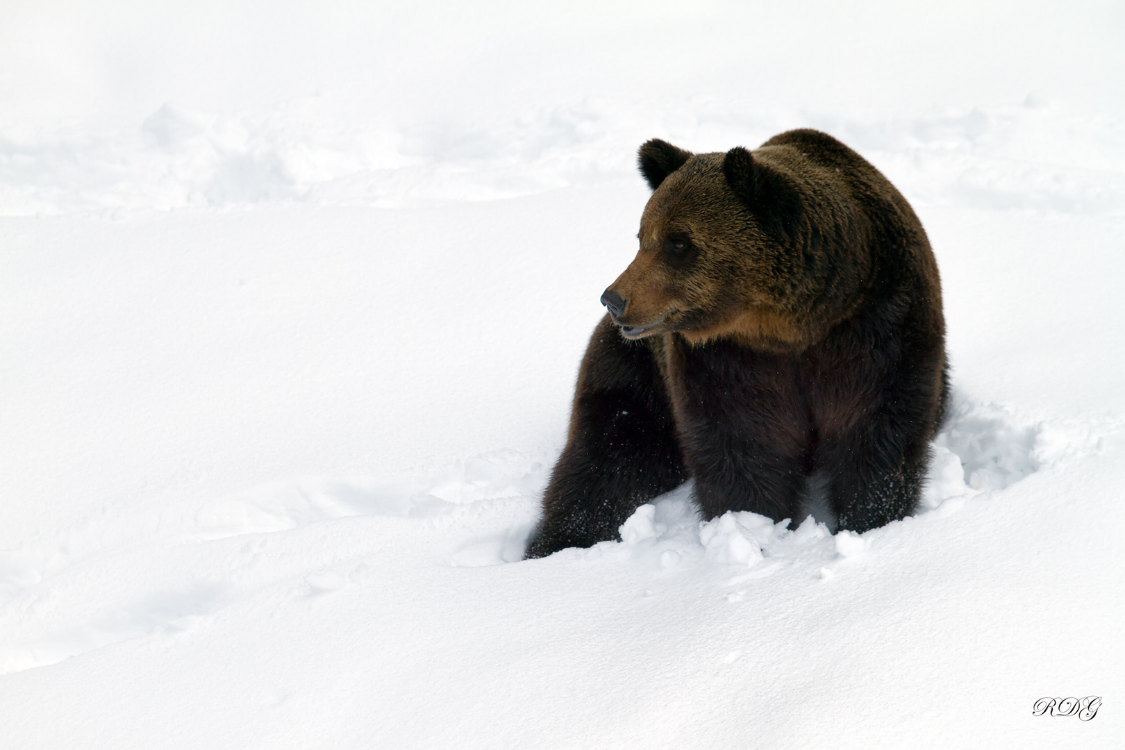 Ursus arctos, ours brun..............