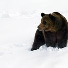 Ursus arctos, ours brun..............