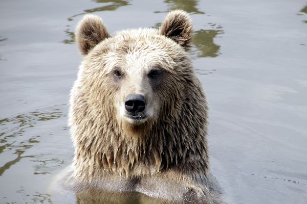 ursus arctos piscator