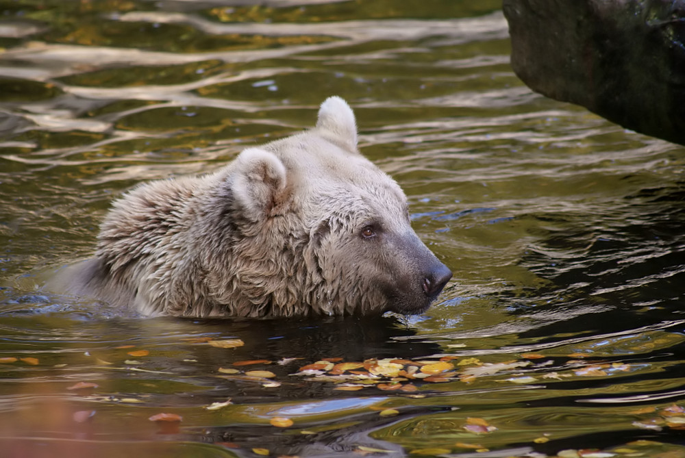 Ursus arctos syriacus