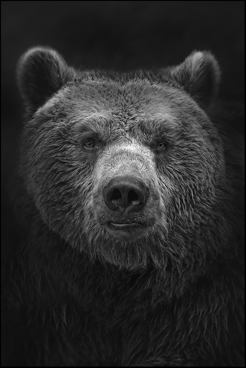 .Ursus.